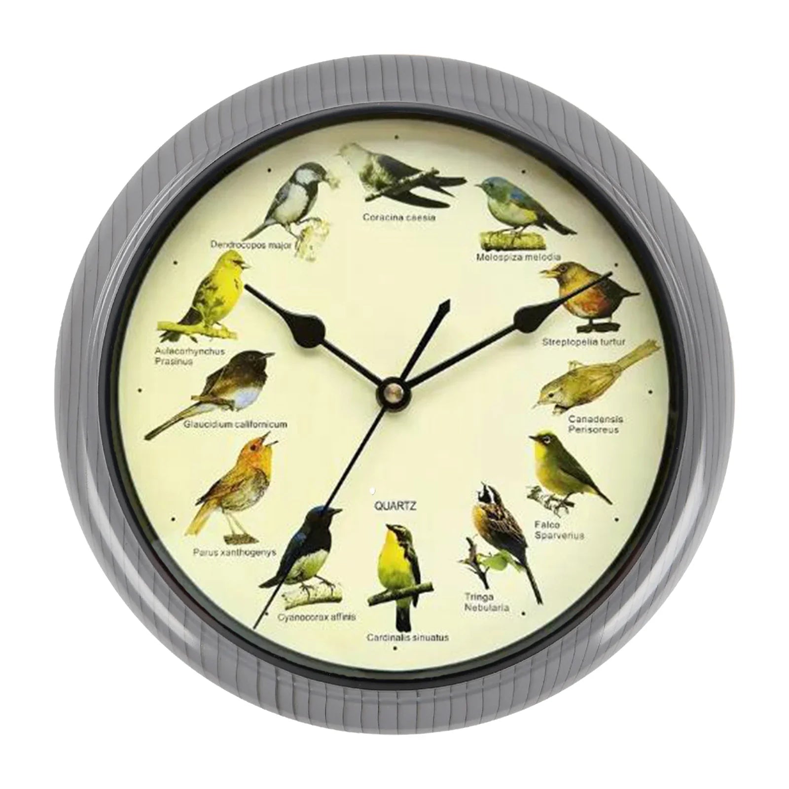 10 Inch Zingende Vogel Wandklok – Decoratieve Klok met Vogelgeluiden voor Thuis of Kantoor