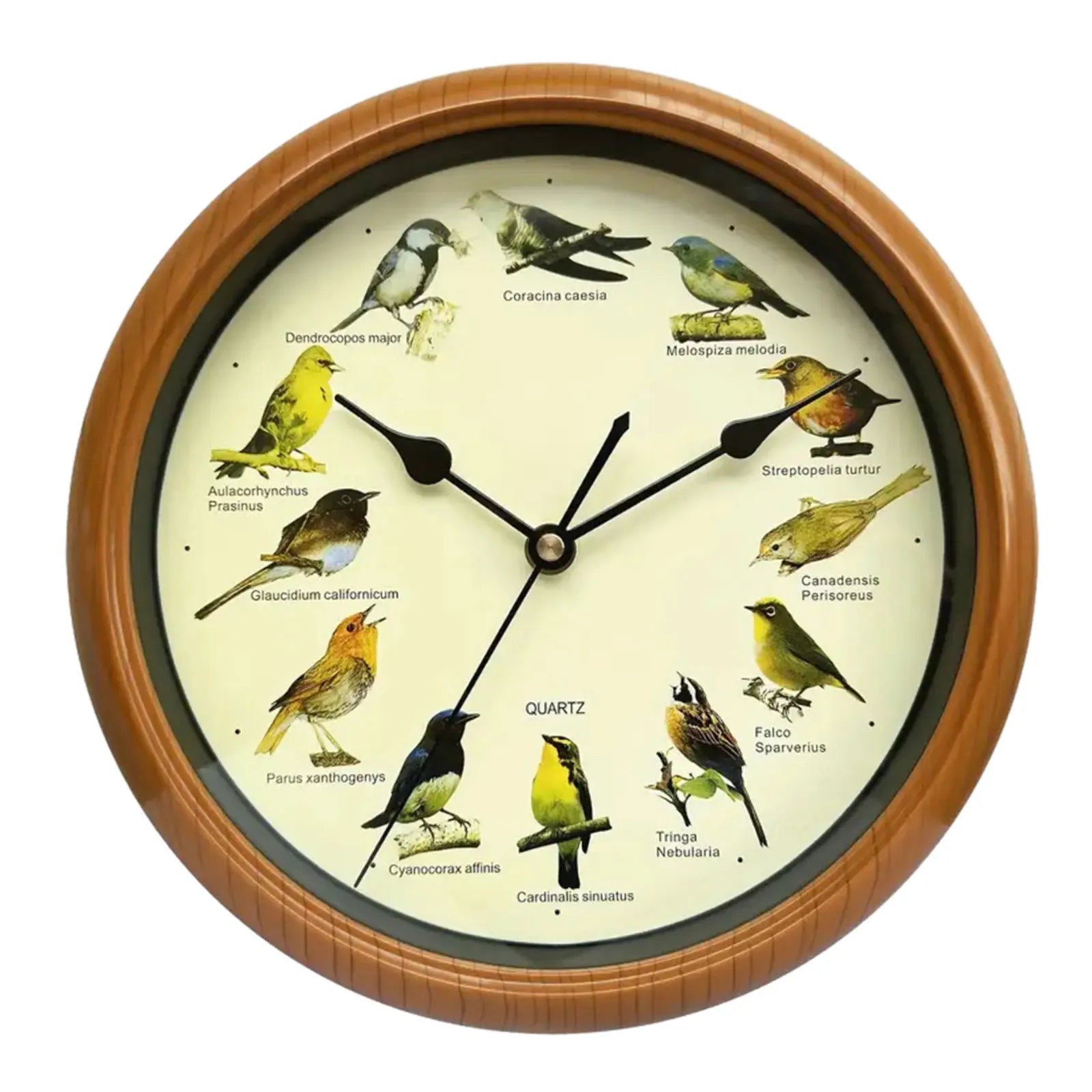 10 Inch Zingende Vogel Wandklok – Decoratieve Klok met Vogelgeluiden voor Thuis of Kantoor